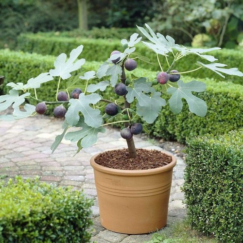 Hardy fig tree - uk,
