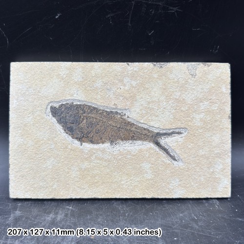 Knightia alta fish fossil - , in