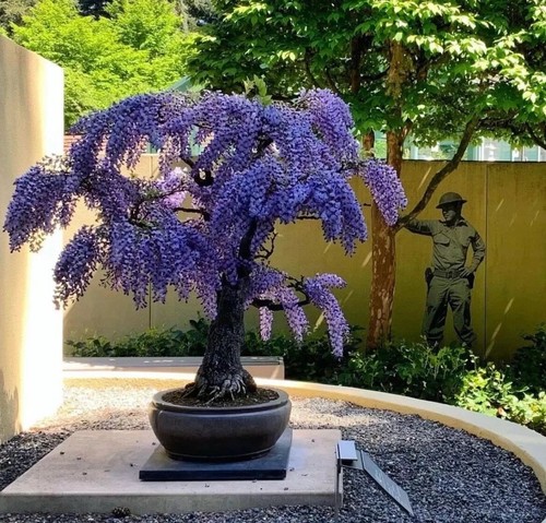 Purple blue wisteria - purple,