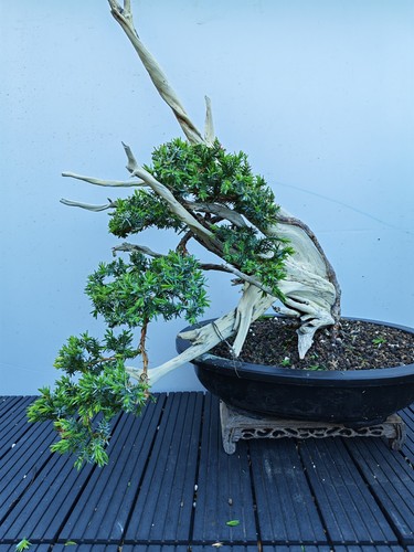 Tanuki needle juniper - )tanuki, bonsai