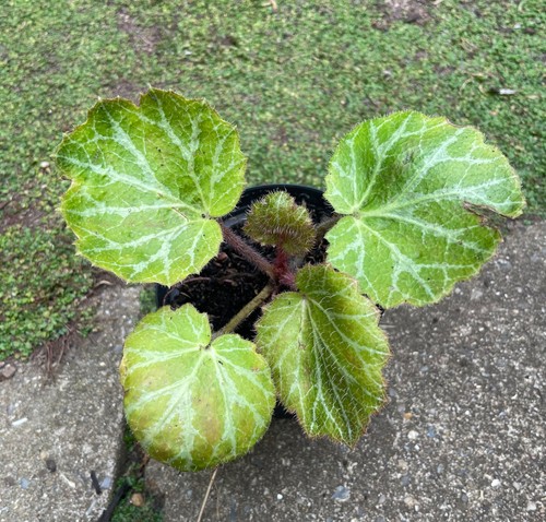 Saxifraga stolonifera - , '
