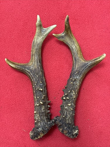 Pair roe deer antlers 189g - roe,