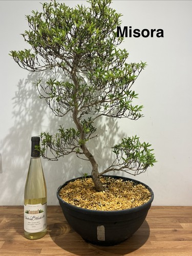 Misora bonsai tree satsuki - bonsai,