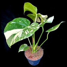 Monstera Thai Constellation