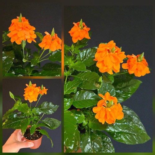 Crossandra infundibuliformis - crossandra,