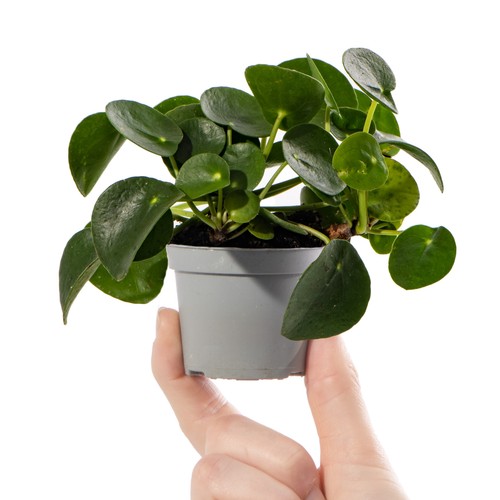 Pilea peperomioides small - pilea,