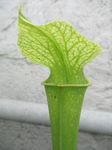 Sarracenia gelber schnee - x,