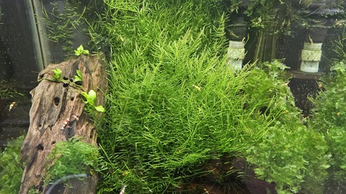 Java moss 30g aquarium plant - moss,