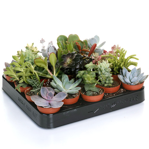 Succulent mix plants - succulent,