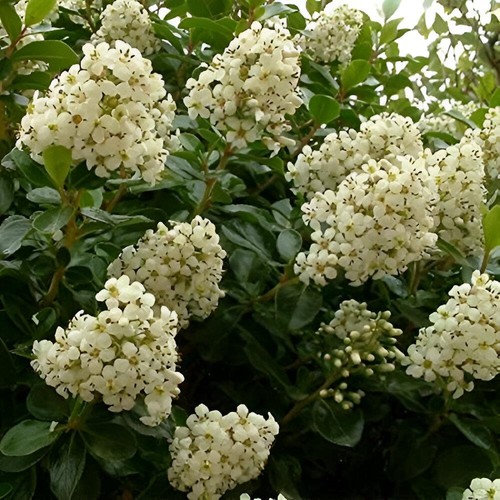 Escallonia iveyii white - iveyii,