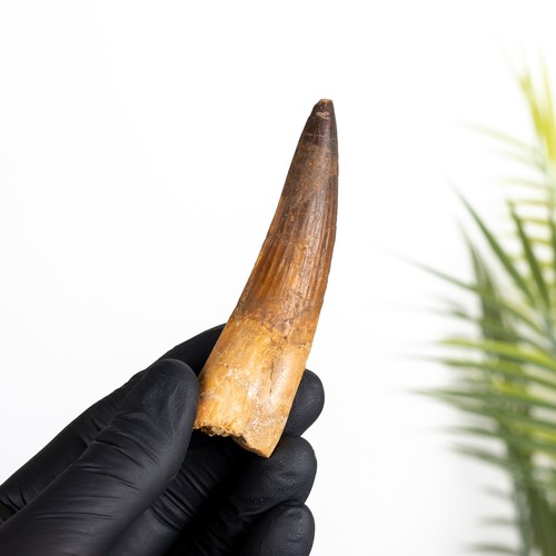 Spinosaurus dinosaur tooth - xl,