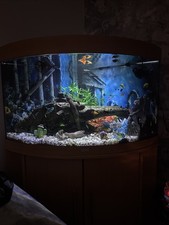 Jewul 190 Litres Fish Tank and Corner Cabinet Unit Decorated and with Fish Tank