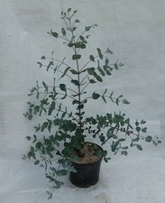 Hardy Eucalyptus Archeri