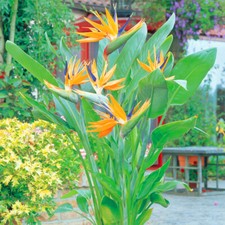 11CM STRELITZIA REGINAE