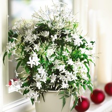 Jasmine Polyanthum Starry Night Hardy 3L Pot 60cm Highly Fragrant In/Out Plant