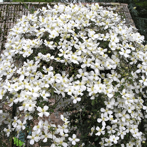 Clematis montana grandiflora - montana,