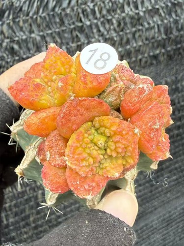 Raresucculent ariocarpus fis - ariocarpus,