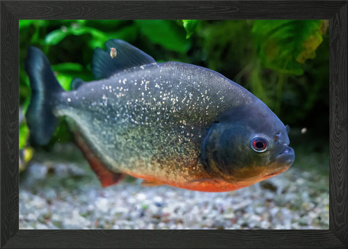 Redbellied piranha fish framed - redbellied,