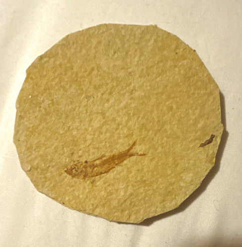 Fish fossil natural stone - fish,
