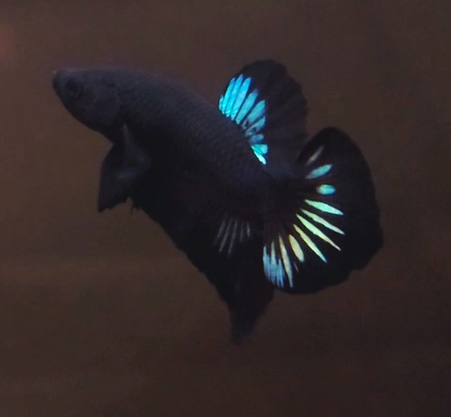 Wysiwyg live betta - betta, fish