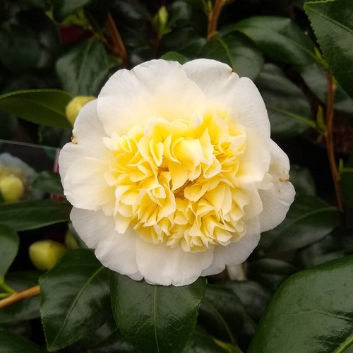 Camellia japonica brushfields - japonica,