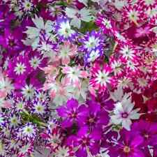 Phlox drummondii cuspidata Twinkles dwarf mixed  300 seeds +FREE PLANT LABEL