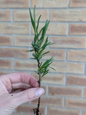 Pink Lavender plug plants cutting. Unusual Lavender Fragrance Plant