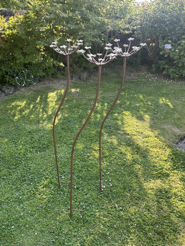 Set wildflower cow parsley - set,