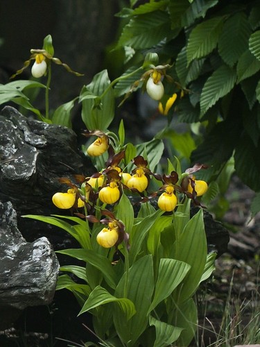 Yellow slipper orchid - slipper,