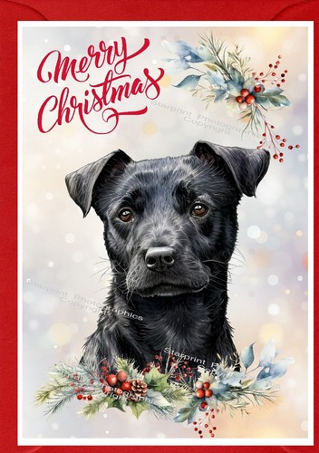 Patterdale terrier dog x - patterdale,