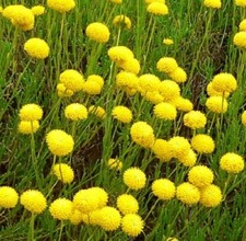 Santolina rosmarinifolia / Cotton Lavender / Hardy Evergreen / 50 Seeds