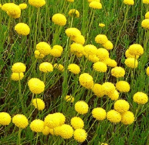 Santolina rosmarinifolia - , /