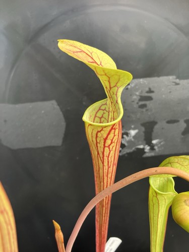 Sarracenia oreophila heavily - sarracenia, oreophila.