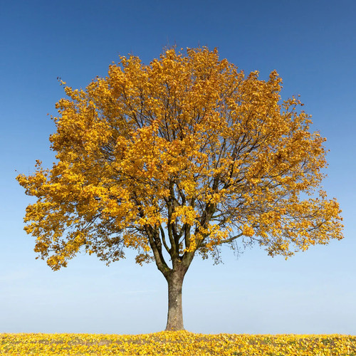 English maple tree seeds - tree,