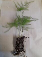 Asparagus setaceus Fern plant Plumosus rooted cutting A* Quality