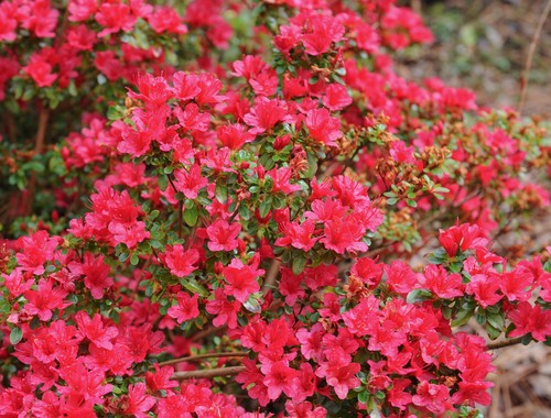Azalea rhododendron hino - azalea,