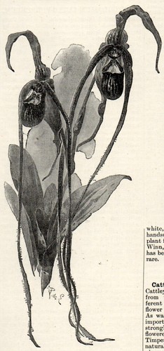 Cypripedium caudatum 1894 paul - 1894,