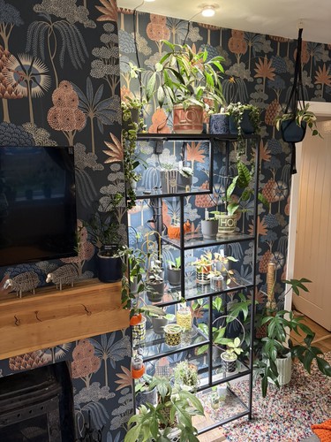 Mystery hoya plant - mystery,