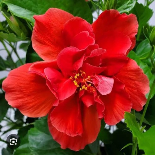 Hibiscus red with multi layer - red,