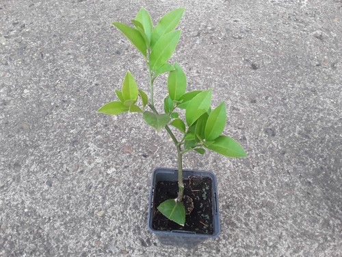 Calamondin citrus tree - citrus, –