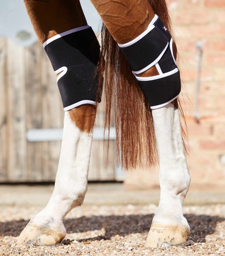 Premier equine magni - equine, magni-teque