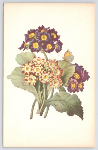 Flowers primula drawing from - flowers~primula~drawing,