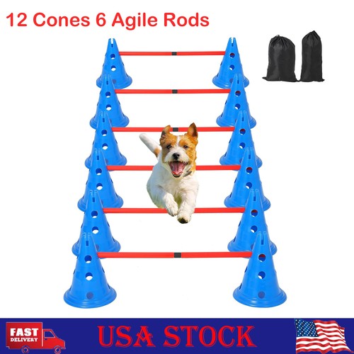 Outdoor dog agility training - outdoor,