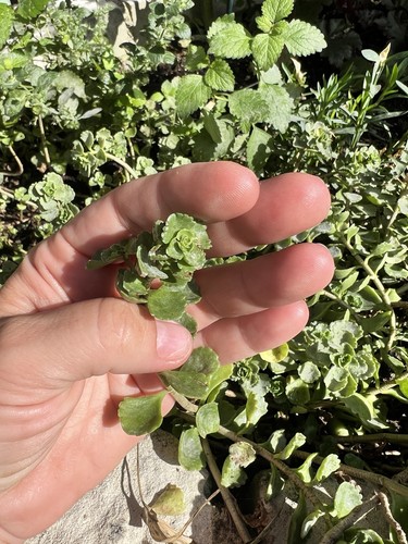 10x aeonium fresh - fresh, cuttings