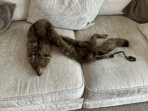 1920s genuine fox fur - genuine,