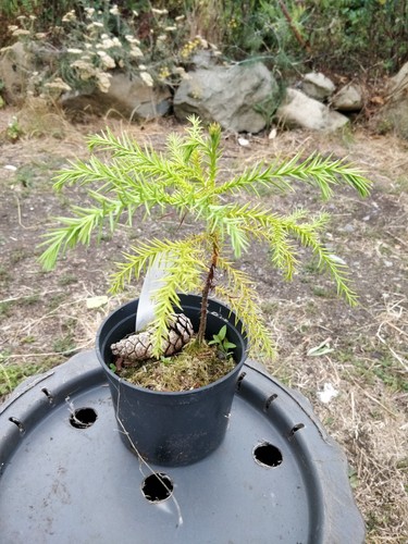 Japanese red cedar cryptomeria - japanese,