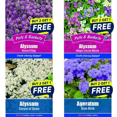 Flower seeds plants borders - flower,