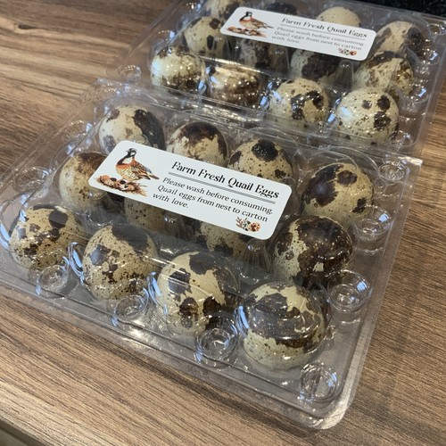 Japanese coturnix quail - 24,