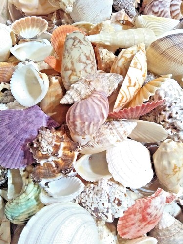 Mixed sea shells 450g - sea,