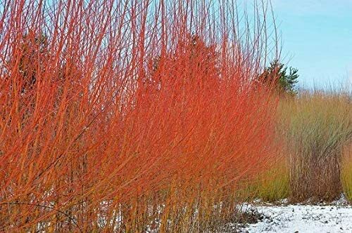 Flame willow trees vibrant - 8,